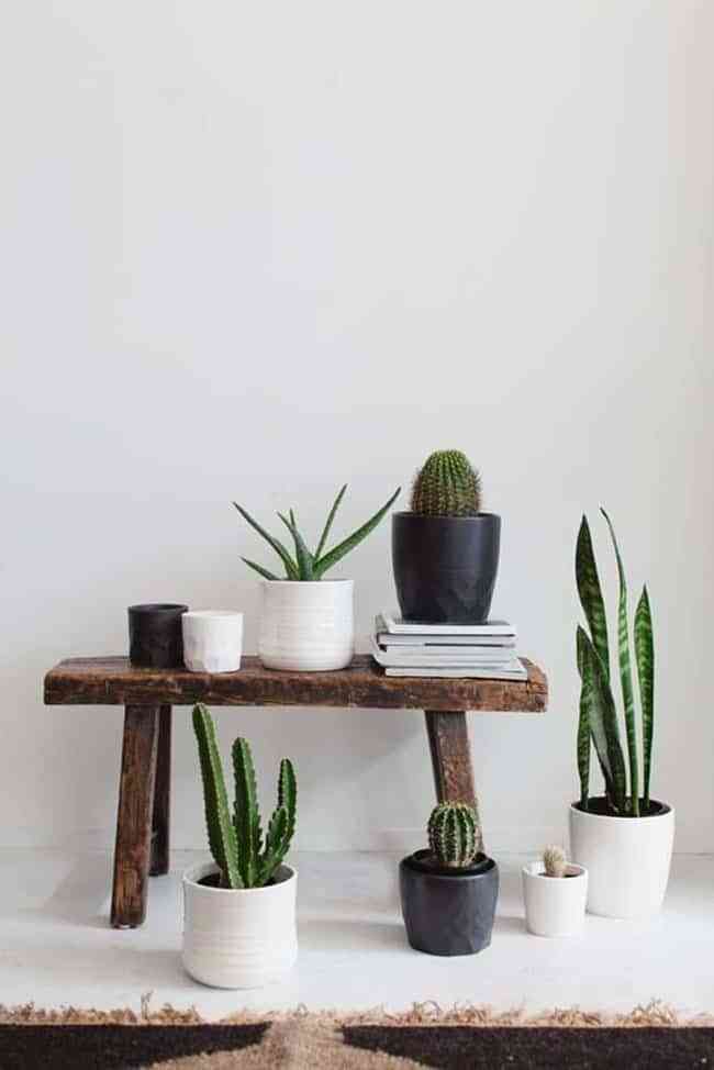 5 formas espectaculares de decorar con cactus que te van a encantar 2
