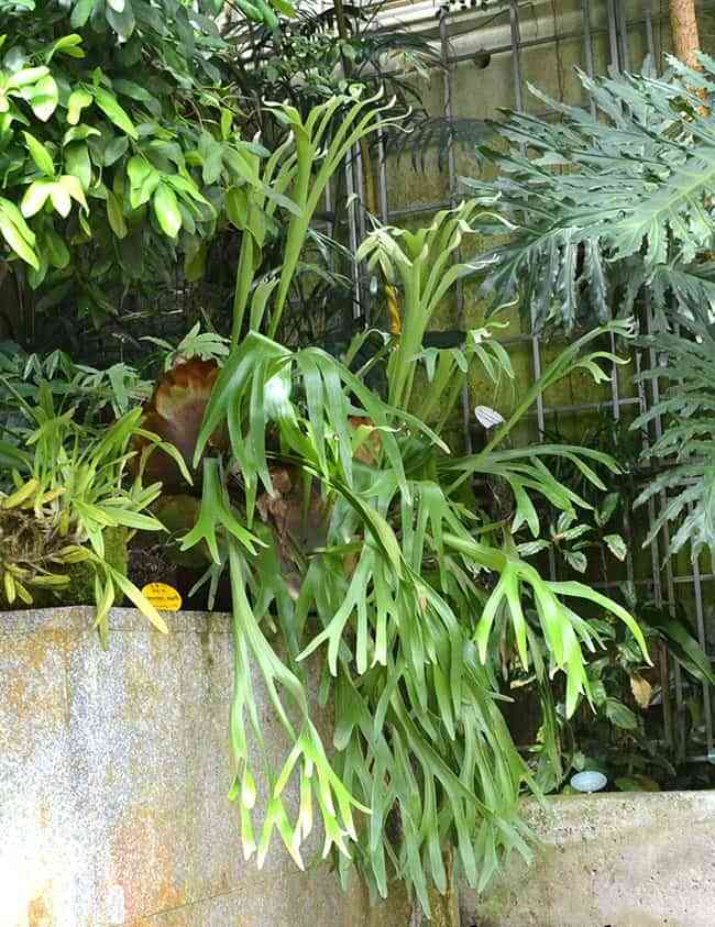 6 plantas exóticas para darle a tu casa un aire aventurero 2