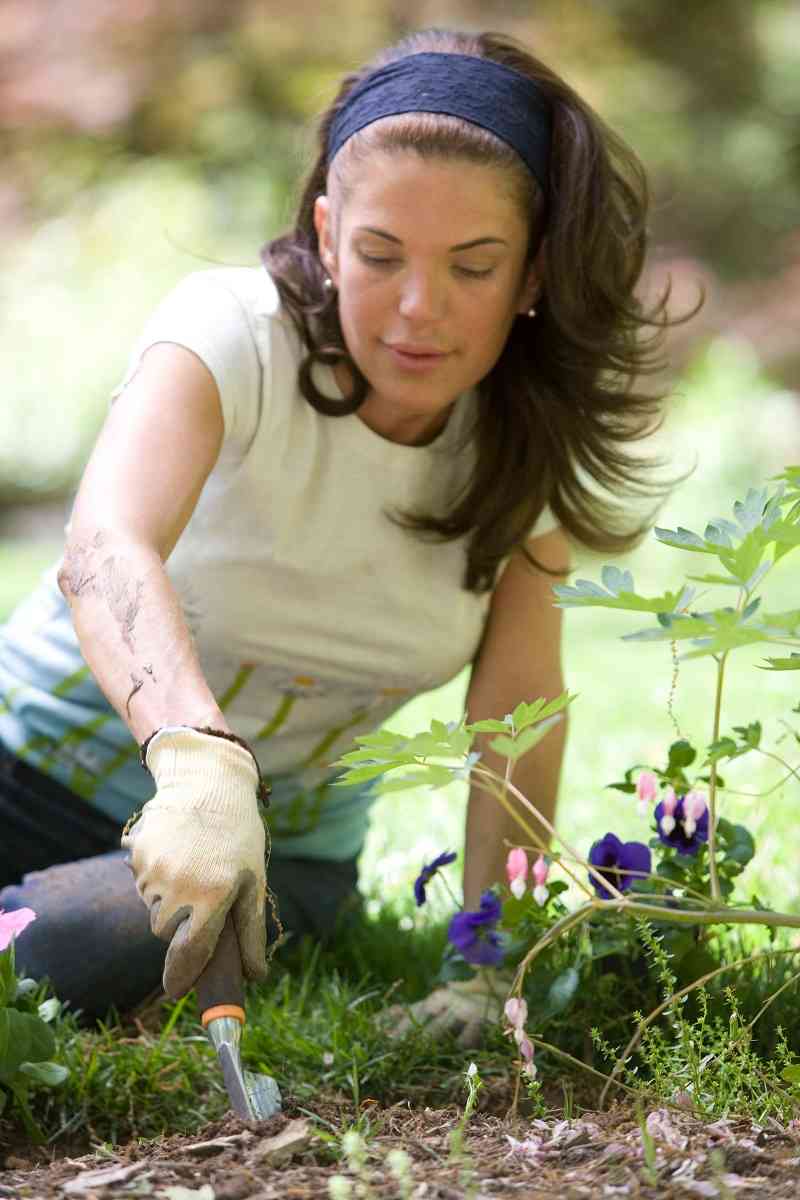 Claves para tener en tu jardín plantas sanas sin plagas ni enfermedades 3