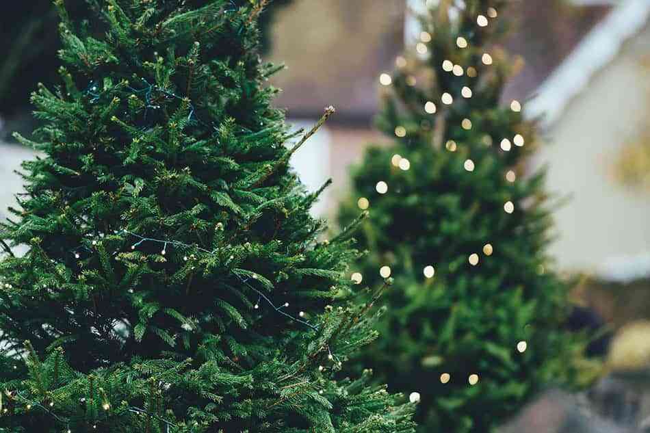 Cómo limpiar y guardar el árbol de Navidad hasta el año que viene 2