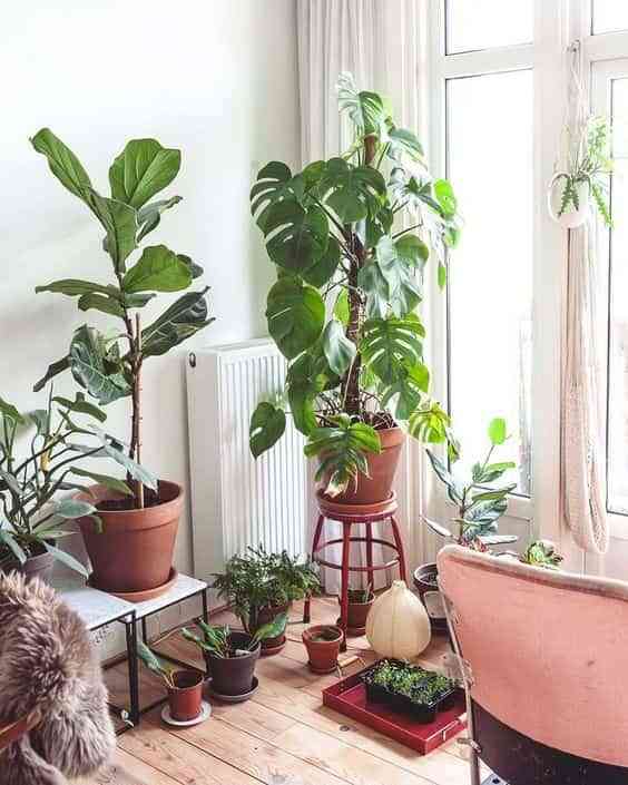 cuidar plantas de interior en casa II