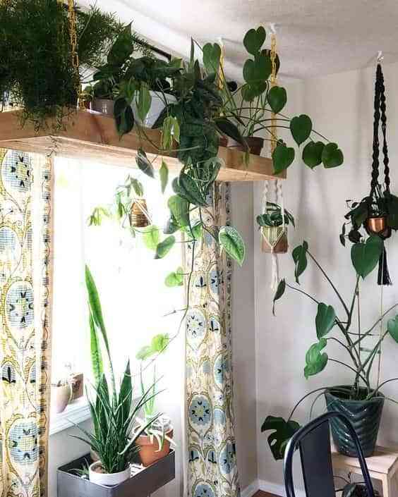 Consejos básicos para cuidar plantas de interior en casa