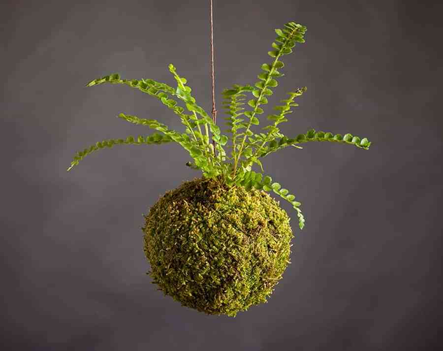 Kokedama o cómo decorar la casa con plantas sin maceta