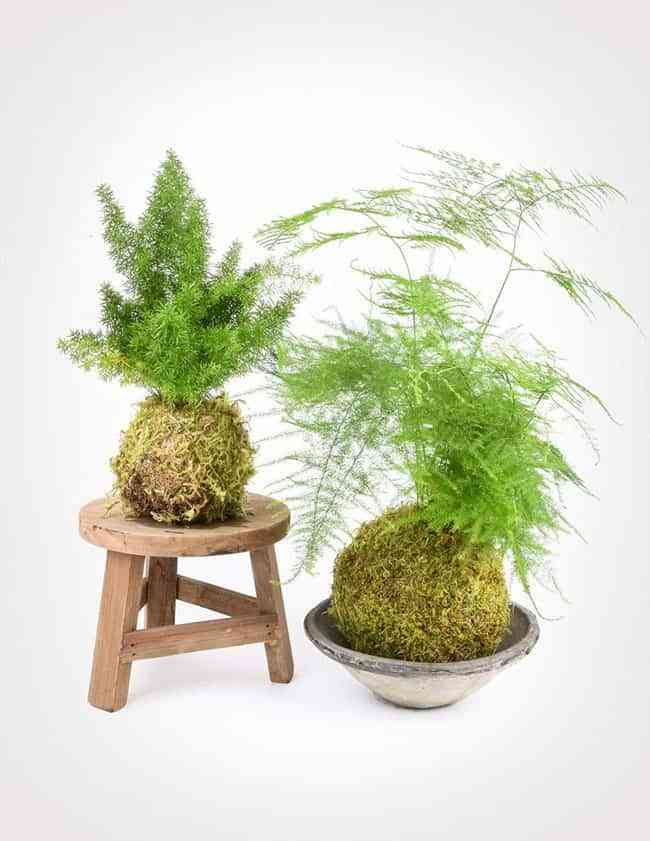 Kokedama o cómo decorar la casa con plantas sin maceta 5