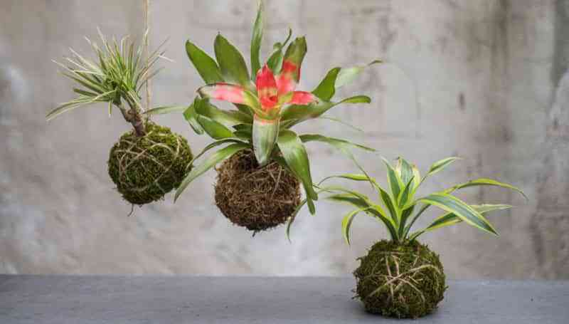 kokedama