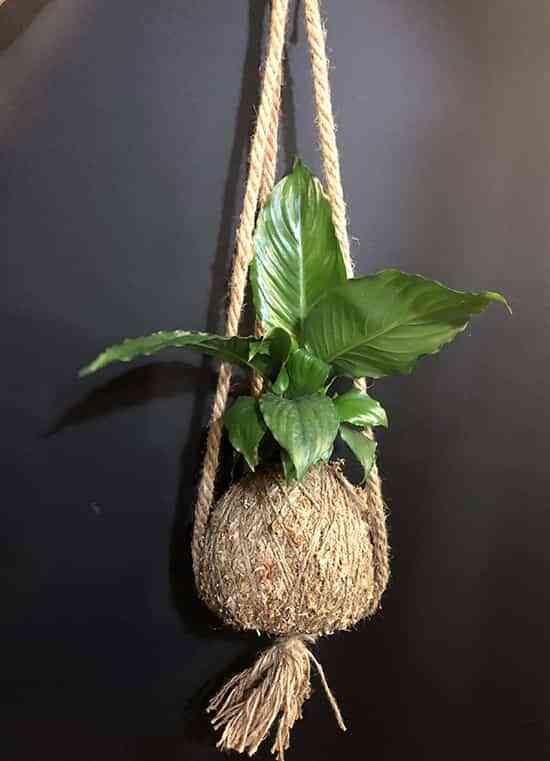 Kokedama o cómo decorar la casa con plantas sin maceta 3