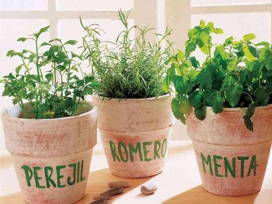 Recuerdo lucha borgoña Plantas culinarias: claves para cultivarlas en casa