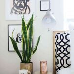 plantas de interior 1