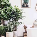 plantas de interior 14