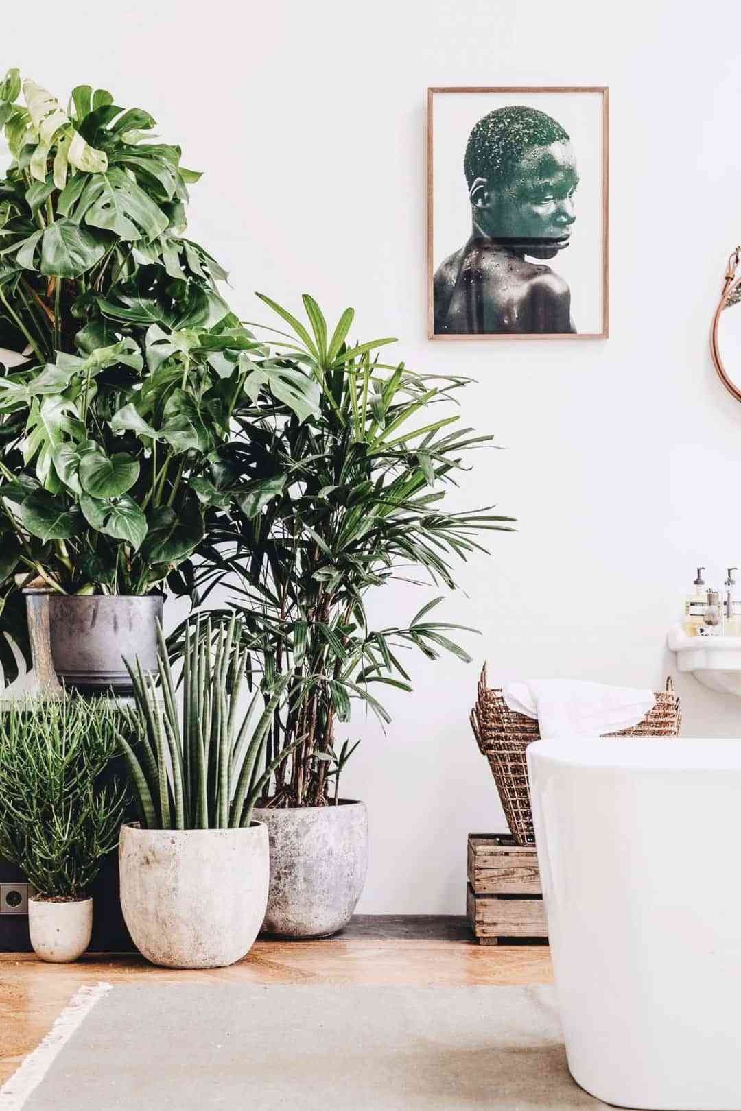 Plantas Para Interiores De Casa