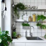 plantas de interior 4