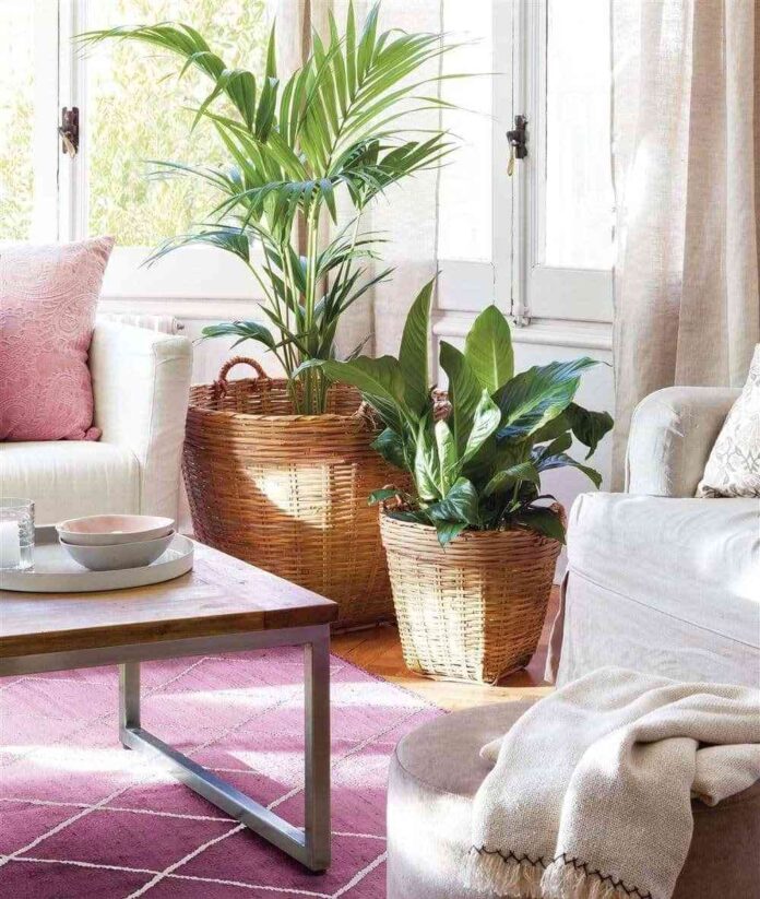 Las plantas de interior perfectas para cada estancia de la casa