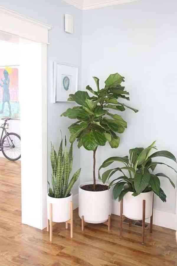 ¿Te gustan las plantas para decorar tu casa" Descubre 4 mitos de los que puedes olvidarte