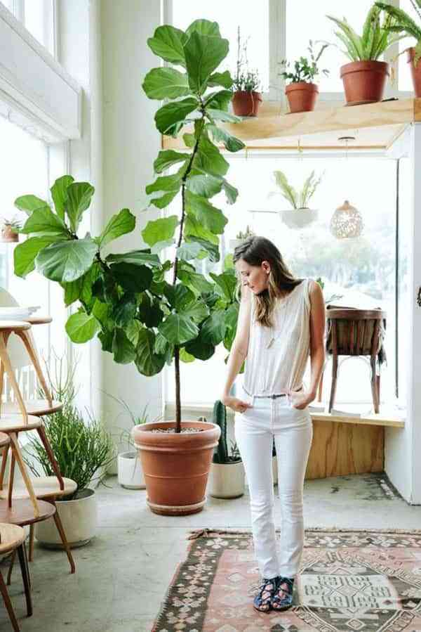 ¿Te gustan las plantas para decorar tu casa? Descubre 4 mitos de los que puedes olvidarte 2