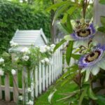 Plantas trepadoras 1