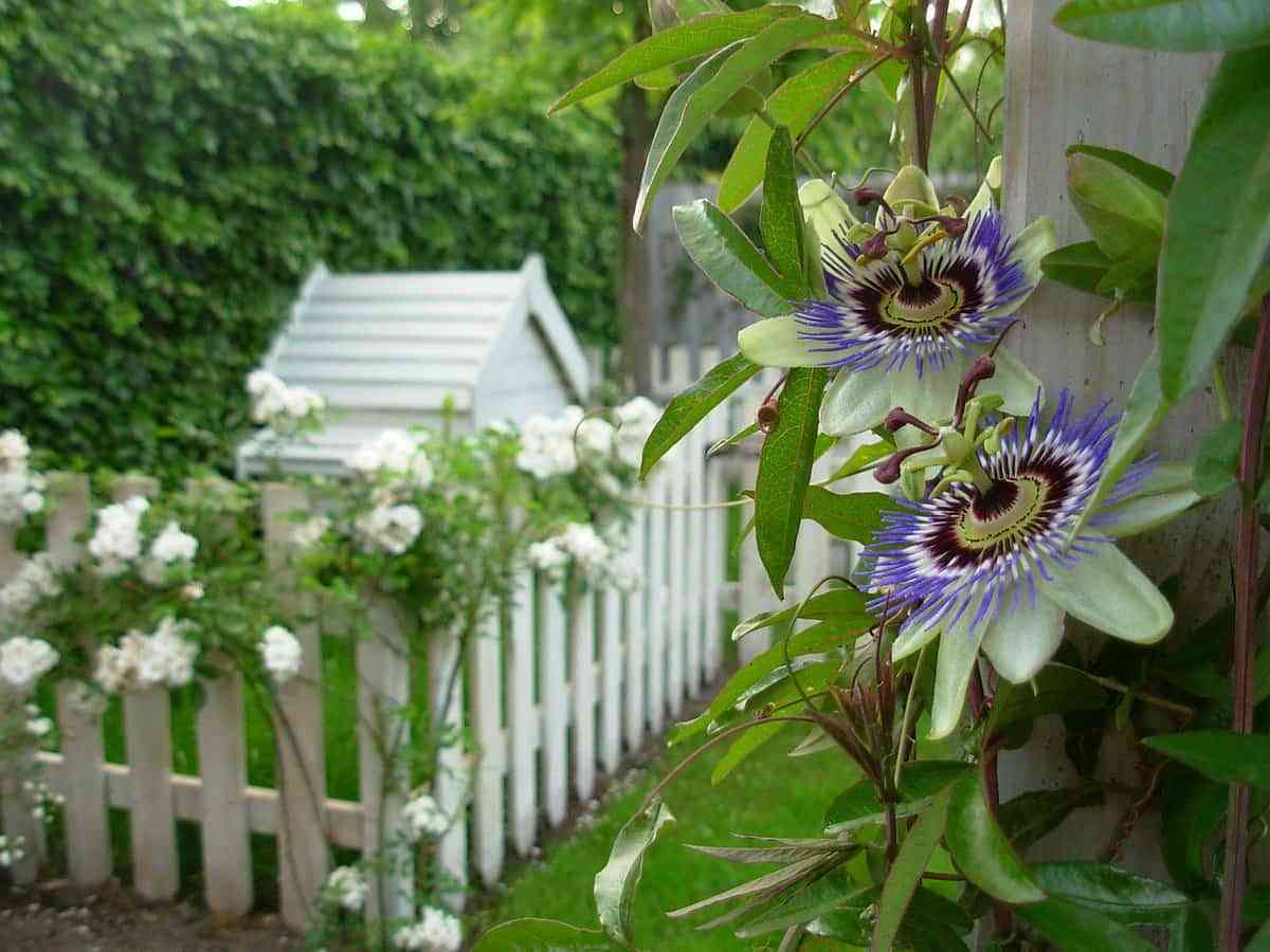 Plantas trepadoras con flores para cultivar en tu jardín 12