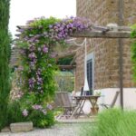 Plantas trepadoras 12