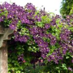 Plantas trepadoras  13