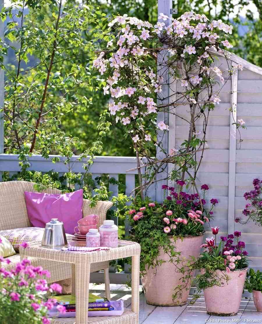 Plantas trepadoras con flores para cultivar en tu jardín 9