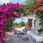 Plantas trepadoras 3