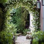 Plantas trepadoras 4