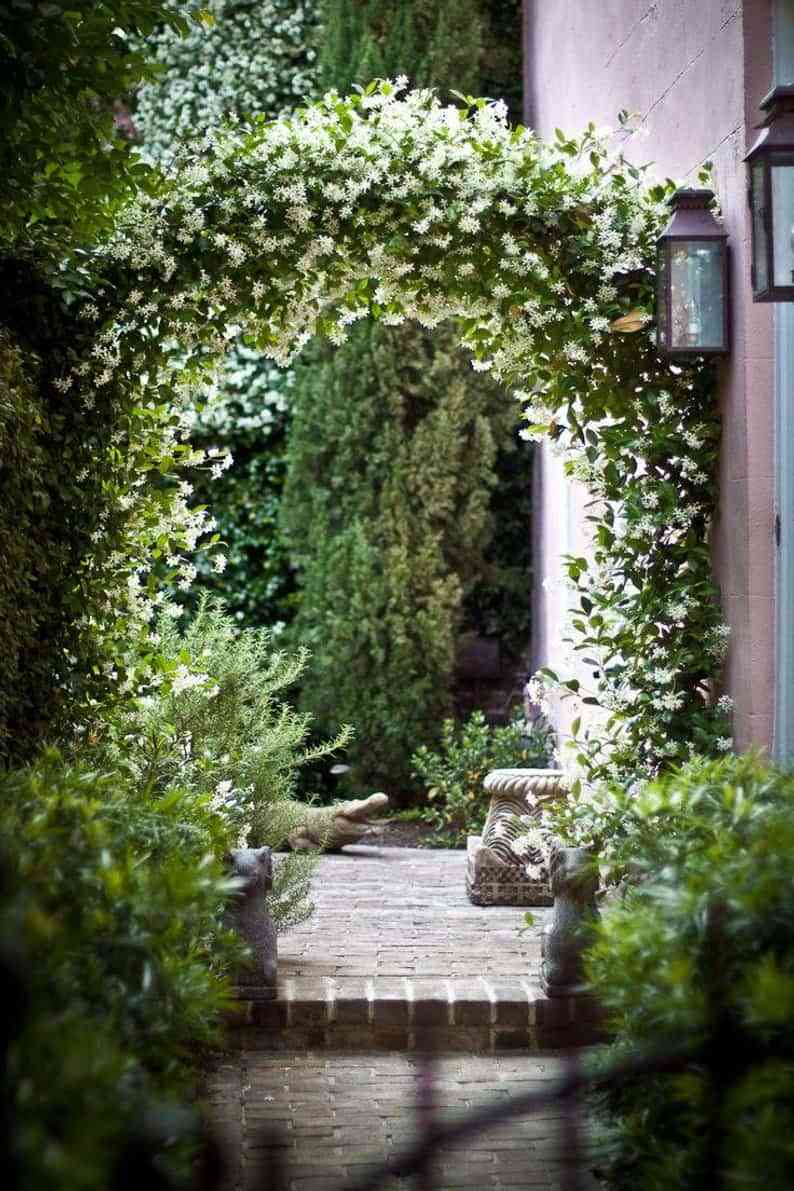 Plantas trepadoras con flores para cultivar en tu jardín 6