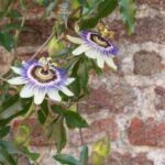 Plantas trepadoras 5