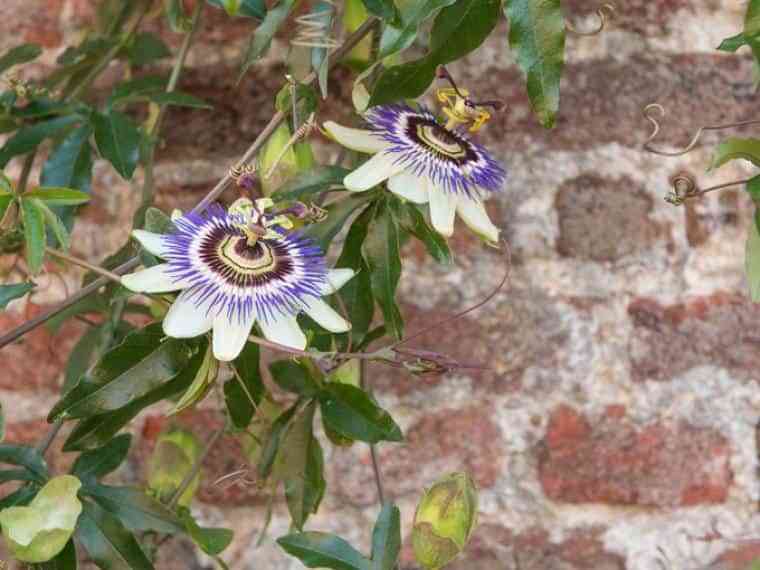 Plantas trepadoras con flores para cultivar en tu jardín 11