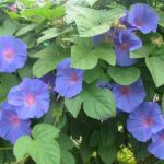 Plantas trepadoras 6