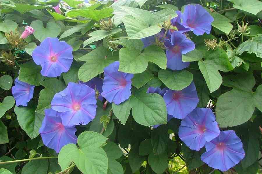 Plantas trepadoras con flores para cultivar en tu jardín 14