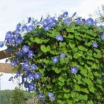 Plantas trepadoras 7