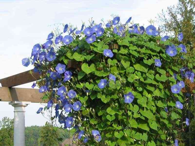 Plantas trepadoras con flores para cultivar en tu jardín 13