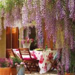 Plantas trepadoras 8