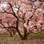 Árboles para jardín 1