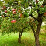 Árboles para jardín 10