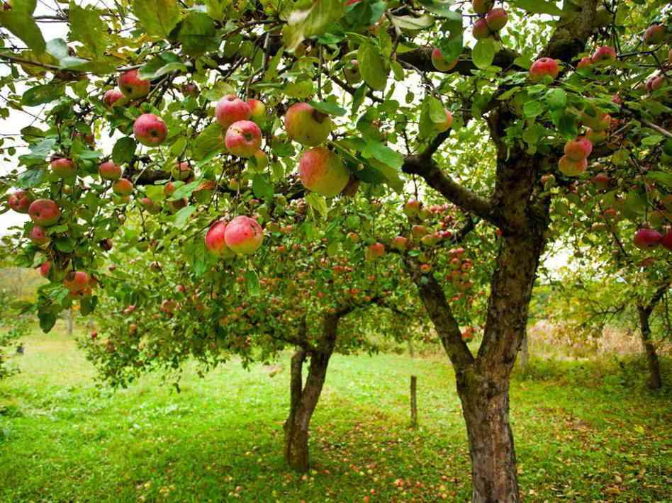 Árboles para jardín: consejos para su mantenimiento y poda 7