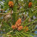 Árboles para jardín 11