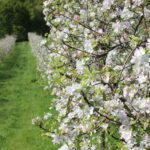 Árboles para jardín 12