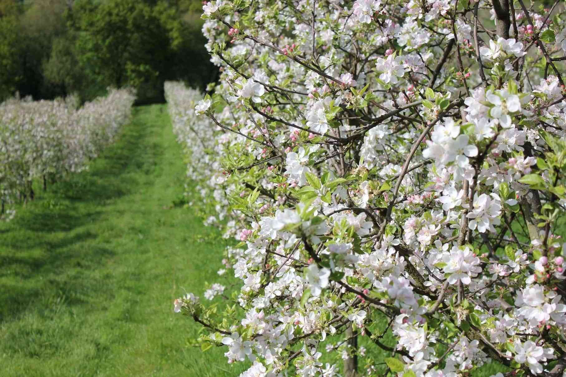 Árboles para jardín: consejos para su mantenimiento y poda 8