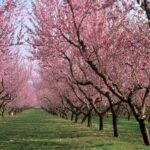 Árboles para jardín 13