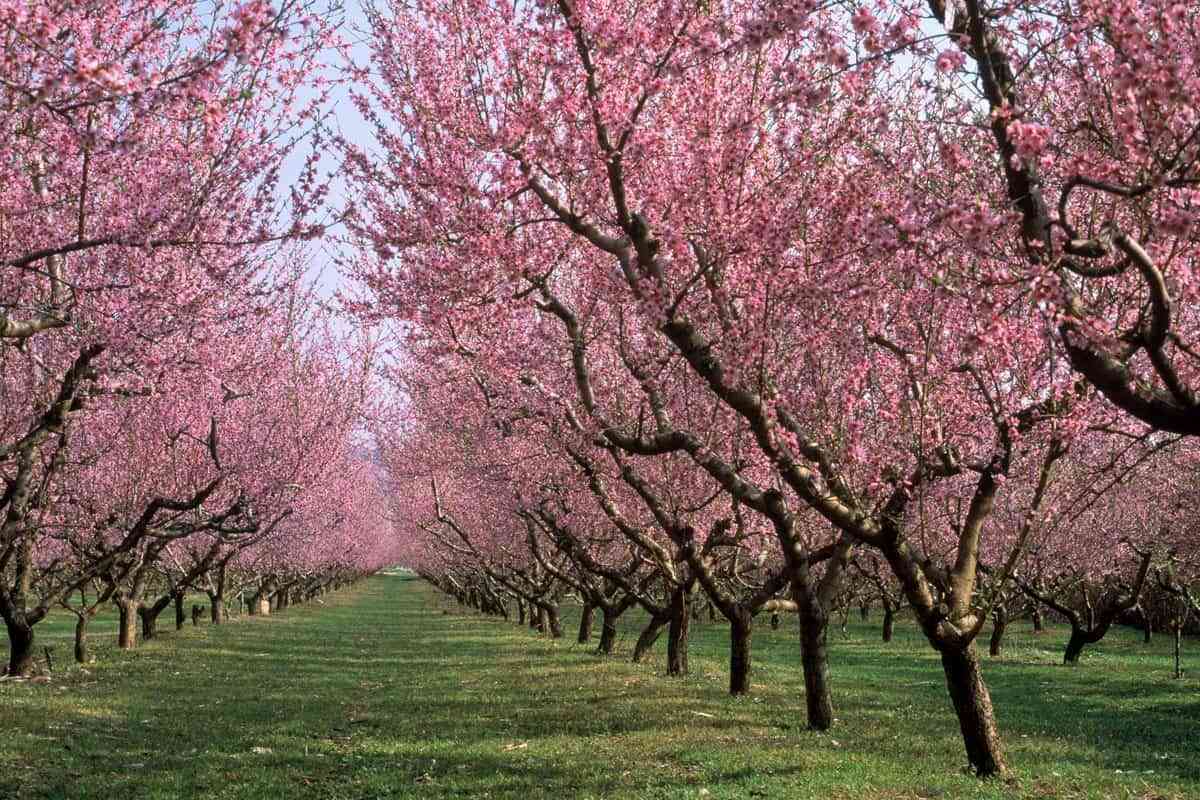 Árboles para jardín: consejos para su mantenimiento y poda 6