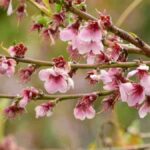 Árboles para jardín 14