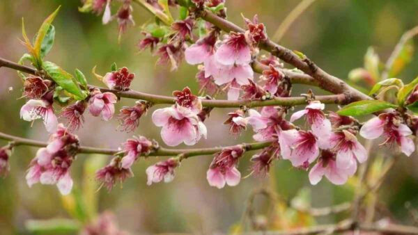 Árboles para jardín: consejos para su mantenimiento y poda