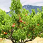 Árboles para jardín 2