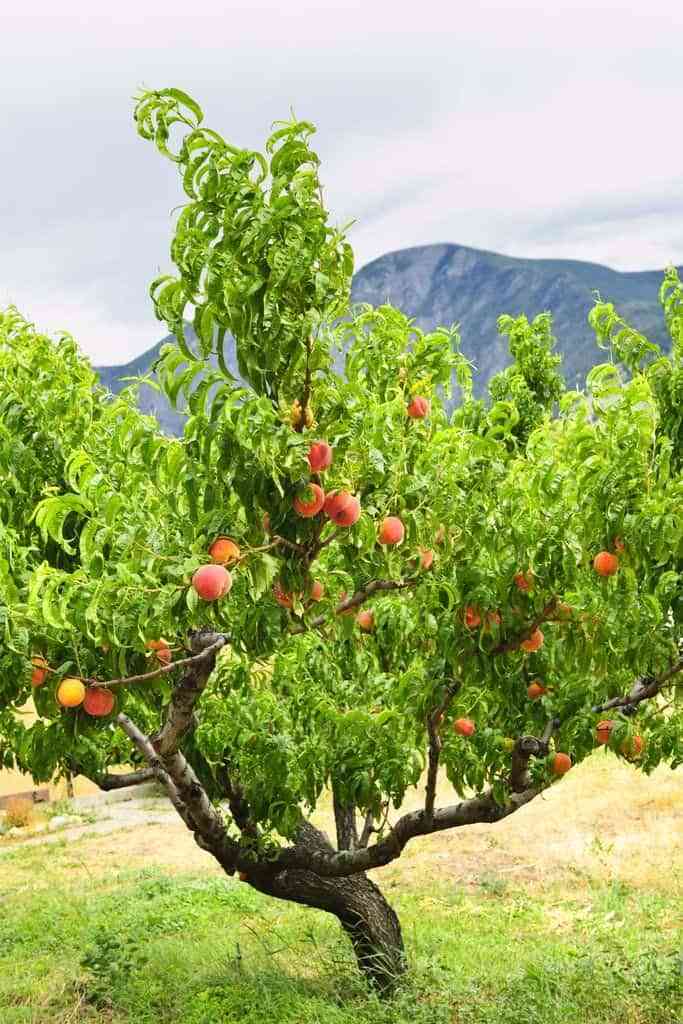 Árboles para jardín: consejos para su mantenimiento y poda 4