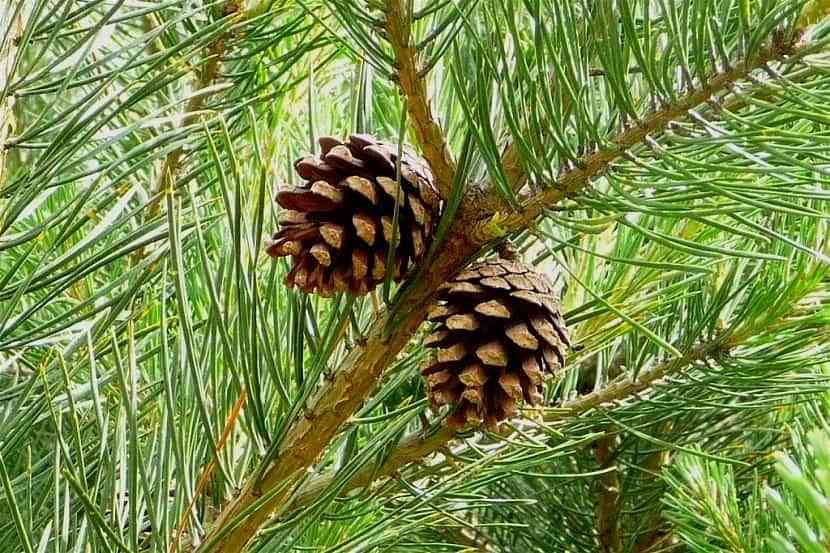 Árboles para jardín: consejos para su mantenimiento y poda 9