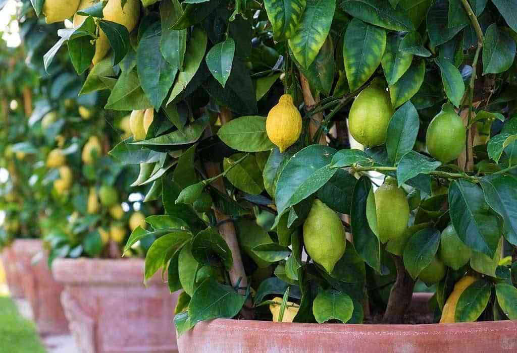 Árboles para jardín: consejos para su mantenimiento y poda 3