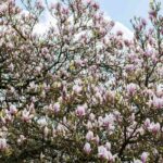 Árboles para jardín 7