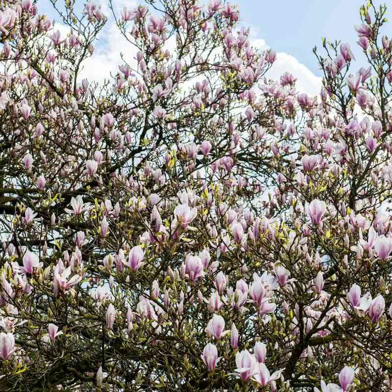 Árboles para jardín: consejos para su mantenimiento y poda 14