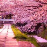 Árboles para jardín 8